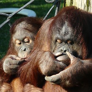 Orangutans