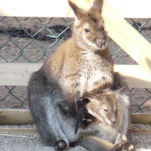 Wallabies