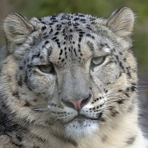 Snow Leopard