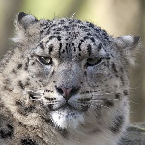 Snow Leopard