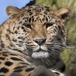 Amur (Siberian) Leopard