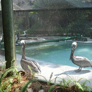 Pelicans and other water fowl