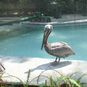 Pelican