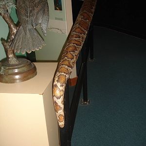 Snake handrail