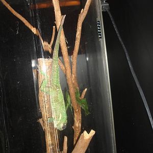 Knight Anole