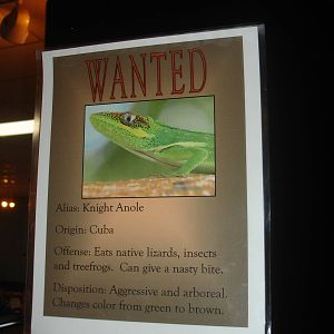 Knight Anole wanted sign