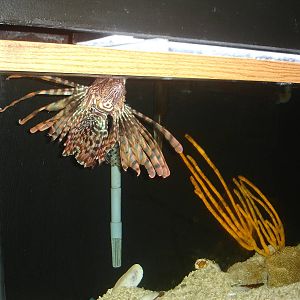 Volitan Lionfish