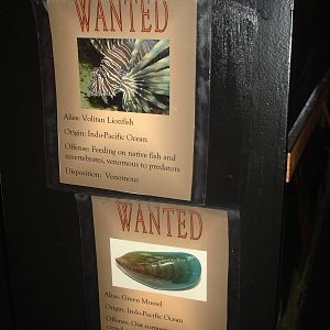 Volitan Lionfish wanted sign