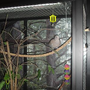 Eurasian Collared Dove