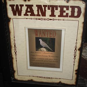 Eurasian Collared Dove wanted sign