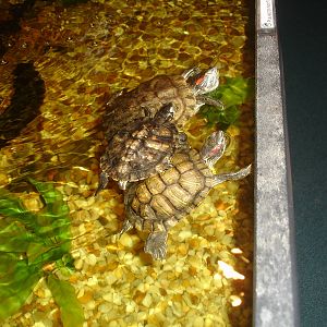 Red-eared Sliders