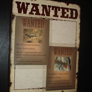 Brown Anole wanted sign