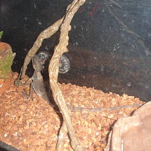 Brown Basilisk