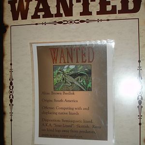 Brown Basilisk wanted sign