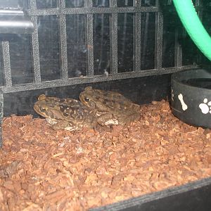 Cane Toad, Cuban Tree Frog