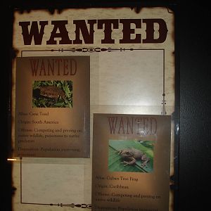 Cane Toad, Cuban Tree Frog  wanted sign