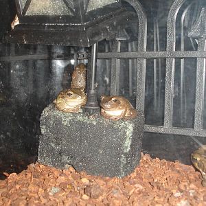 Cane Toad, Cuban Tree Frog