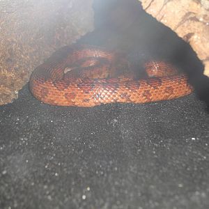 Corn Snake
