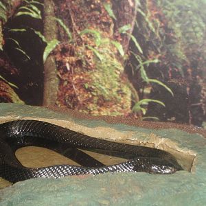Eastern Indigo Snake