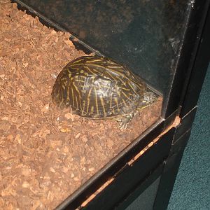 Florida Box Turtle