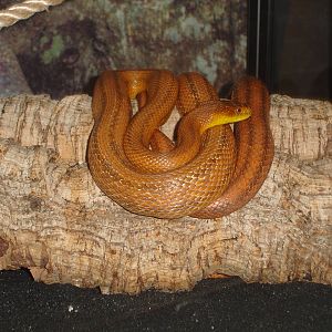 Everglades Rat Snake