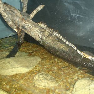 Baby Turtles, Crocodilians