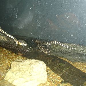 Baby Turtles, Crocodilians