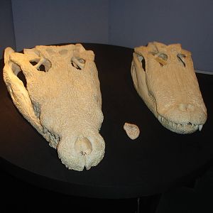 Crocodilian skulls