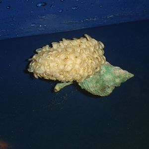 Apple Murex with eggs