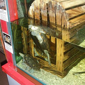 Terrapins