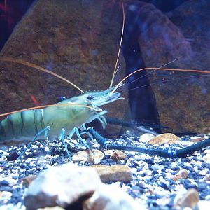 Biodiversity Hall tanks