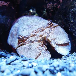 Biodiversity Hall tanks