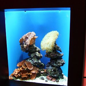 Biodiversity Hall tanks