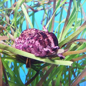 Biodiversity Hall tanks