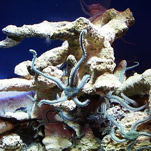 Biodiversity Hall tanks