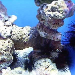 Biodiversity Hall tanks