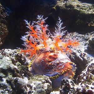 Biodiversity Hall tanks