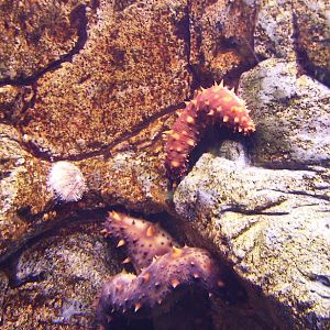 Biodiversity Hall tanks