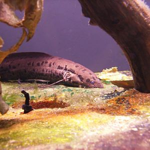 Biodiversity Hall tanks