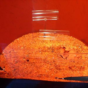 Biodiversity Hall tanks