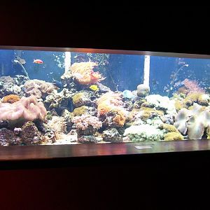 Coral Reef gallery