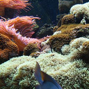 Coral Reef gallery