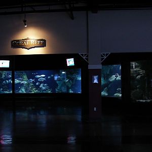 Coral Reef gallery