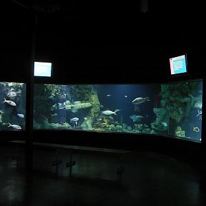 Coral Reef gallery