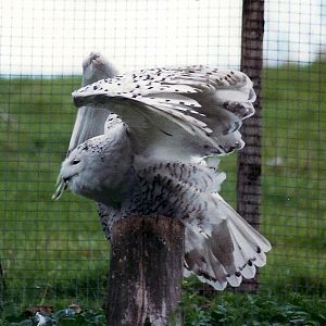 Now! must find Harry P