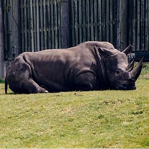 RHINO