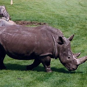 Rhino 2