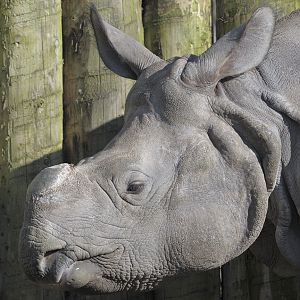 Baabu at Chester (1)