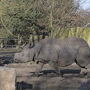 Baabu at Chester (2)