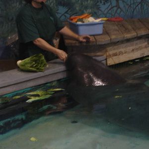 Feeding Snooty, the Manatee, age 61!